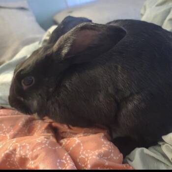 Pippy -  Bunny Rabbit Rabbit for Adoption in Gansevoort, New York - Pippy | PetCurious