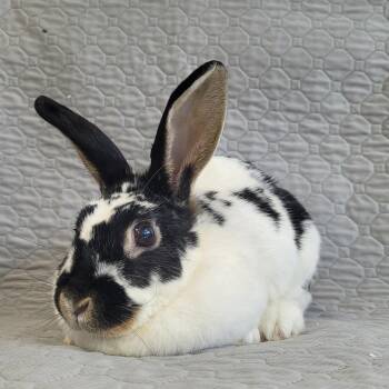 Bunny Rabbit Rabbits Available for Adoption - Ciboulette | PetCurious