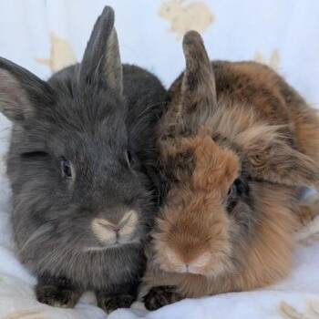Scruff & Greybeard -  Lionhead Rabbit for Adoption in Taylorsville, Utah - Scruff & Greybeard | PetCurious