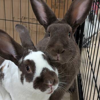 Bunny Rabbit and Rabbit Domesticmix Rabbits Available for Adoption in Erie, Colorado - S