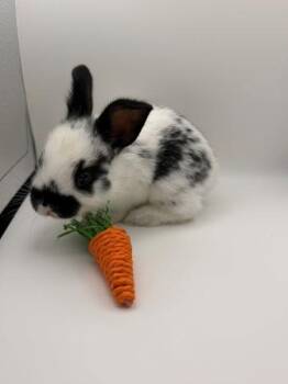 Tova -  English Spot Rabbit for Adoption in Santa Cruz, California - Tova | PetCurious