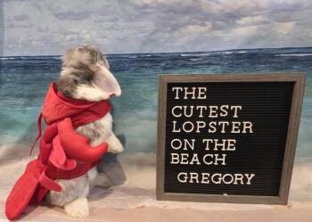Gregory -  Mini Lop Rabbit for Adoption in Columbus, Ohio - Gregory | PetCurious