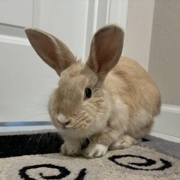 Dwarf Rabbits Available for Adoption in Livermore, California - Mattie | PetCurious