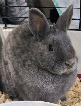 Dwarf Rabbits Available for Adoption - #44 Blue | PetCurious