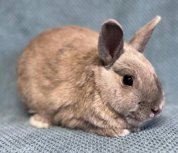 Valentin -  Bunny Rabbit Rabbit for Adoption in Salinas, California - Valentin | PetCurious