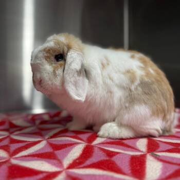 Mini Lop Rabbits Available for Adoption in San Diego, California - Boy George | PetCurious