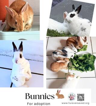 American Rabbits Available for Adoption - Rabbits For Adoption  | PetCurious