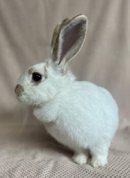 Rex Rabbits Available for Adoption - Taffy | PetCurious