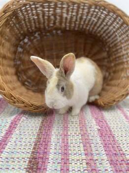 American Rabbits Available for Adoption in Bowling Green, Kentucky - Binx | PetCurious