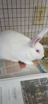 David Hasselhop -  Bunny Rabbit Rabbit for Adoption in Largo, Florida - David Hasselhop | PetCurious