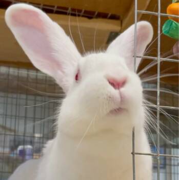 Rescue New Zealand Rabbits for Adoption in Mill Valley, California - Strawberry Fields | PetCurious