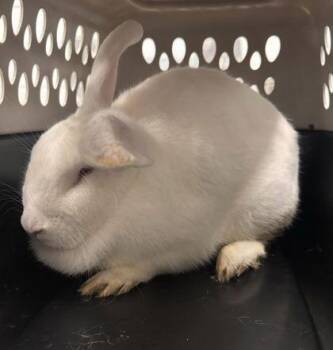 Marshmallow -  Bunny Rabbit Rabbit for Adoption in Kansas City, Missouri - Marshmallow | PetCurious