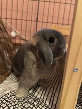 Rescue Angora Rabbit and Holland Lop Rabbits for Adoption in Naperville, Illinois - Dwight And Cricket | PetCurious