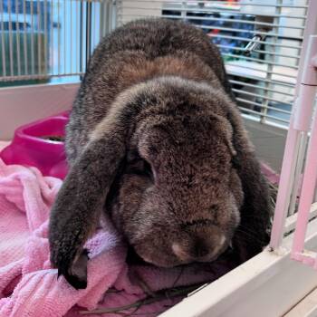 French Lop Rabbits Available for Adoption in Lindon, Utah - Big Ben | PetCurious