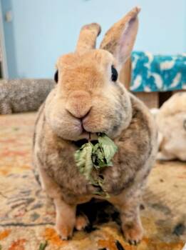 Fergie -  Mini Rex Rabbit for Adoption in Westford, Massachusetts - Fergie | PetCurious