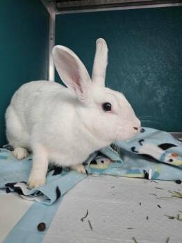 Fern -  American Rabbit for Adoption in Kodiak, Alaska - Fern | PetCurious
