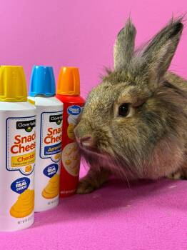 Lionhead Rabbits Available for Adoption - Cheese Wiz | PetCurious