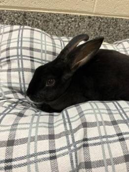 Harriet -  Bunny Rabbit Rabbit for Adoption in Westland, Michigan - Harriet | PetCurious