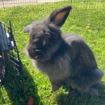Rescue American Rabbits for Adoption in Elverta, California - Demi | PetCurious