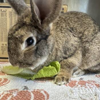 American Rabbits Available for Adoption - Enchilada  | PetCurious