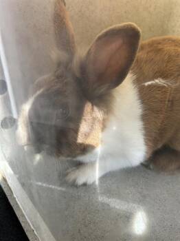 Dutch Rabbits Available for Adoption in Santa Rosa, California - A441082 | PetCurious