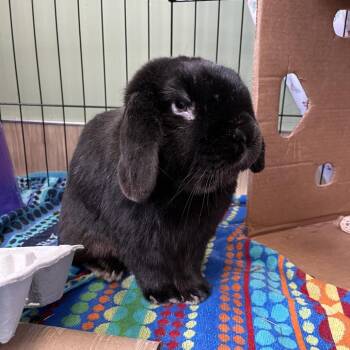 Holland Lop Rabbits Available for Adoption in Bedford, New Hampshire - Frank | PetCurious