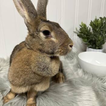 Rescue Flemish Giant Rabbits for Adoption in Columbia, South Carolina - Pebbles | PetCurious