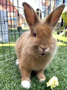 Bunny Rabbit Rabbits Available for Adoption in San Francisco, California - THISTLE | PetCurious