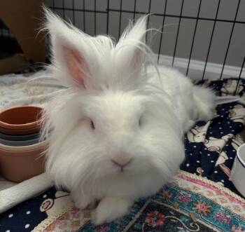 Lop Eared Rabbits Available for Adoption in Lee