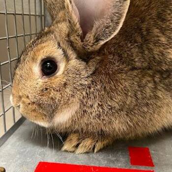 Bunny Rabbit Rabbits Available for Adoption in Las Vegas, Nevada - DAMON | PetCurious