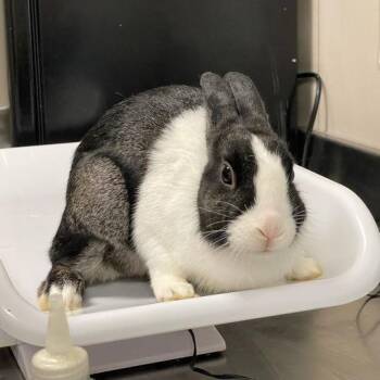 Jaime -  Dutch Rabbit for Adoption in Chicago, Illinois - Jaime | PetCurious