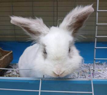 Lionhead Rabbits Available for Adoption in Sioux City, Iowa - Bambi | PetCurious