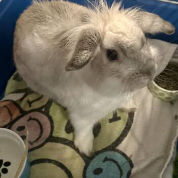 Rescue Holland Lop and Lionhead Rabbits for Adoption in Plumsted, New Jersey - Blaze | PetCurious