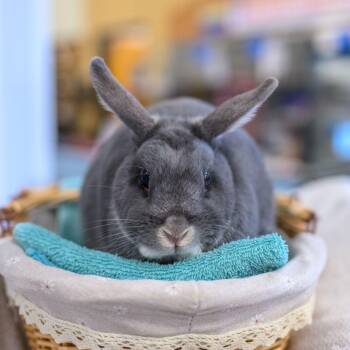 Rescue Bunny Rabbit Rabbits for Adoption in Hamilton Township, New Jersey - ELI | PetCurious