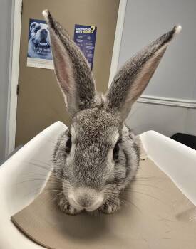 Wally -  Chinchilla Rabbit for Adoption in Knoxville, Tennessee - Wally | PetCurious