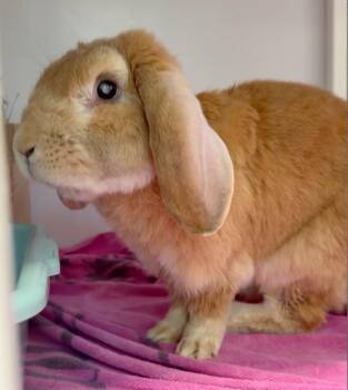 Paddington -  French Lop Rabbit for Adoption in Mill Valley, California - Paddington | PetCurious