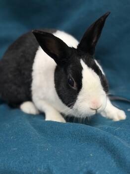Ella -  Dutch Rabbit for Adoption in Edinburg, Pennsylvania - Ella | PetCurious