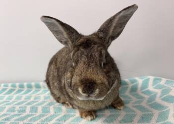 Bunny Rabbit Rabbits Available for Adoption in Westford, Massachusetts - Al | PetCurious
