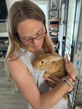 Gunther -  New Zealand Rabbit for Adoption in Saint Charles, Missouri - Gunther | PetCurious