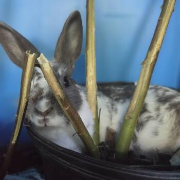 Pippin -  Bunny Rabbit Rabbit for Adoption in Wantage, New Jersey - Pippin | PetCurious