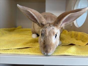 HONEY BUNNY -  Bunny Rabbit Rabbit for Adoption in Loveland, Colorado - HONEY BUNNY | PetCurious