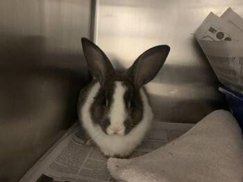 Bunny Rabbit Rabbits Available for Adoption in San Jose, California - OREO | PetCurious