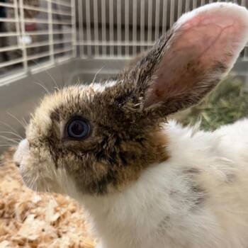 Thistle -  Dutch and Bunny Rabbit Rabbit for Adoption in Yuma, Arizona - Thistle | PetCurious