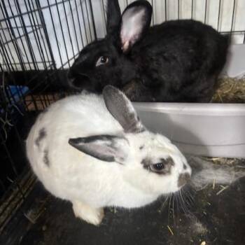 Rescue Bunny Rabbit Rabbits for Adoption in Navarre, Florida - Smokey And Bandit | PetCurious