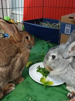 Rescue Flemish Giant Rabbits for Adoption in Chicago, Illinois - Honey & Casanova | PetCurious