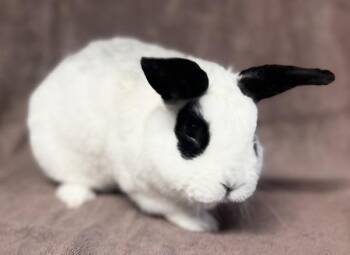 Bunny Rabbit Rabbits Available for Adoption - Panda | PetCurious