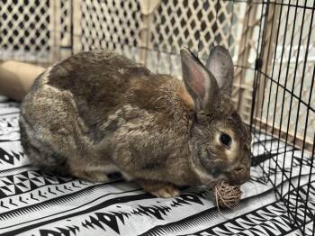 Rescue Flemish Giant Rabbits for Adoption in Ellington, Connecticut - Ares | PetCurious