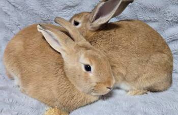 Okra and Grits -  New Zealand Rabbit for Adoption in Saint Charles, Missouri - Okra And Grits | PetCurious