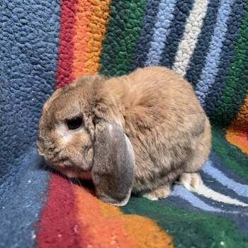 Parsley -  Mini Lop Rabbit for Adoption in Oak Park, Illinois - Parsley | PetCurious