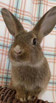 Corduroy -  Bunny Rabbit Rabbit for Adoption in Livermore, California - Corduroy | PetCurious